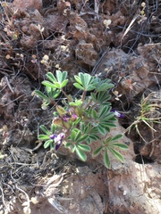 Lupinus brevicaulis