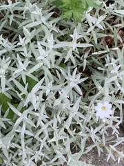 Cerastium tomentosum