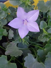 Campanula isophylla