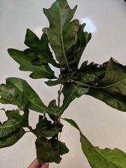 Quercus austrina