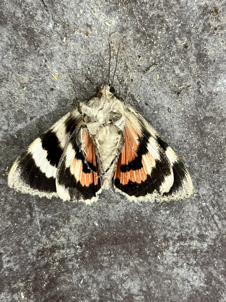 Joined Underwing Moth