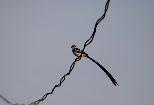 Pin-tailed Whydah