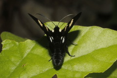 Androloma disparata
