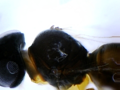 Platygastridae