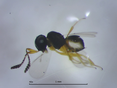 Platygastridae