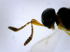 Platygastridae