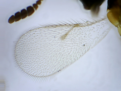 Platygastridae