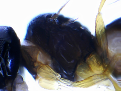 Platygastridae