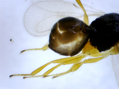 Platygastridae