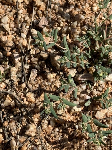 Image of Euphorbia rayturneri by (c) CK2AZ, some rights reserved (CC BY)