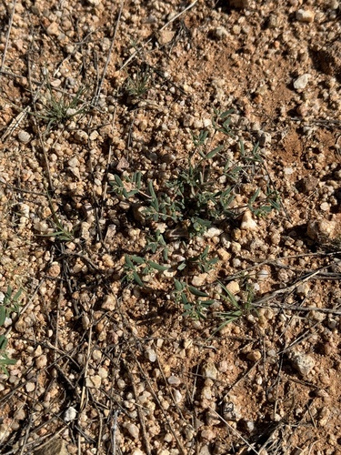 Image of Euphorbia rayturneri by (c) CK2AZ, some rights reserved (CC BY)