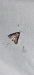 Agrotis volubilis