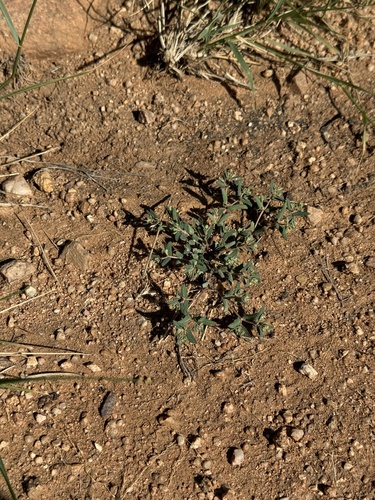 Image of Euphorbia rayturneri by (c) CK2AZ, some rights reserved (CC BY)
