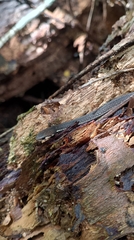 Striped Crowned Snake