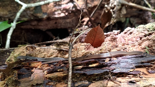 Striped Crowned Snake