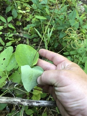 Clematis glaucophylla