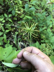 Clematis glaucophylla
