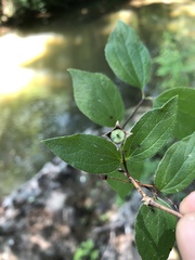 Philadelphus hirsutus