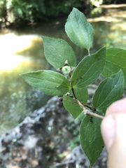 Philadelphus hirsutus