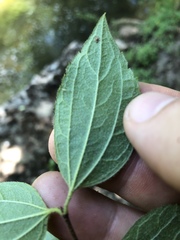 Philadelphus hirsutus