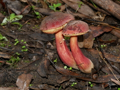 Boletus barragensis