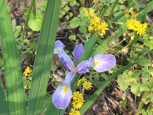Iris virginica