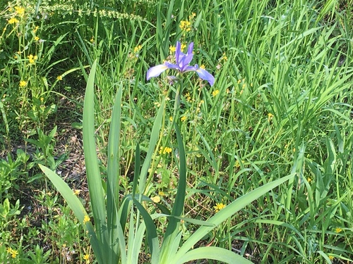 Iris virginica
