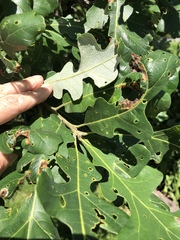 Apiognomonia errabunda