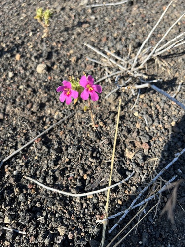 Nesom's Monkeyflower (Diplacus cusickioides)