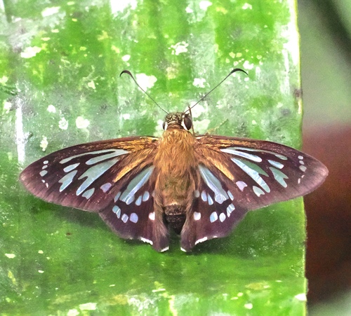 Army-ant Ghost-Skipper