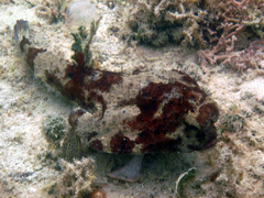 Ogcocephalus cubifrons
