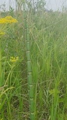 Equisetum laevigatum