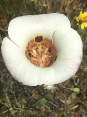 Calochortus vestae
