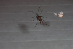 Anthophylax attenuatus