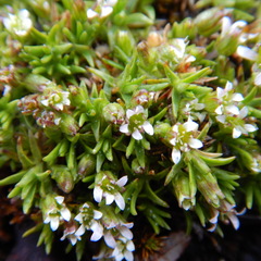 Cherleria biflora
