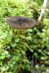Pluteus perroseus