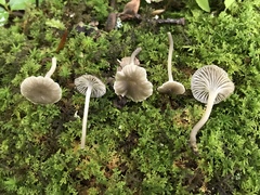 Hydropus praedecurrens