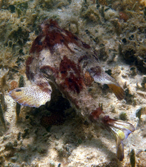 Ogcocephalus cubifrons