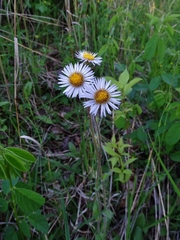 Erigeron pulchellus pulchellus