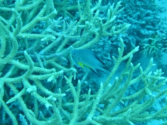 Amblyglyphidodon leucogaster