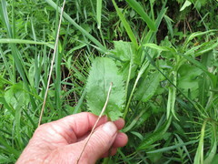 Packera schweinitziana