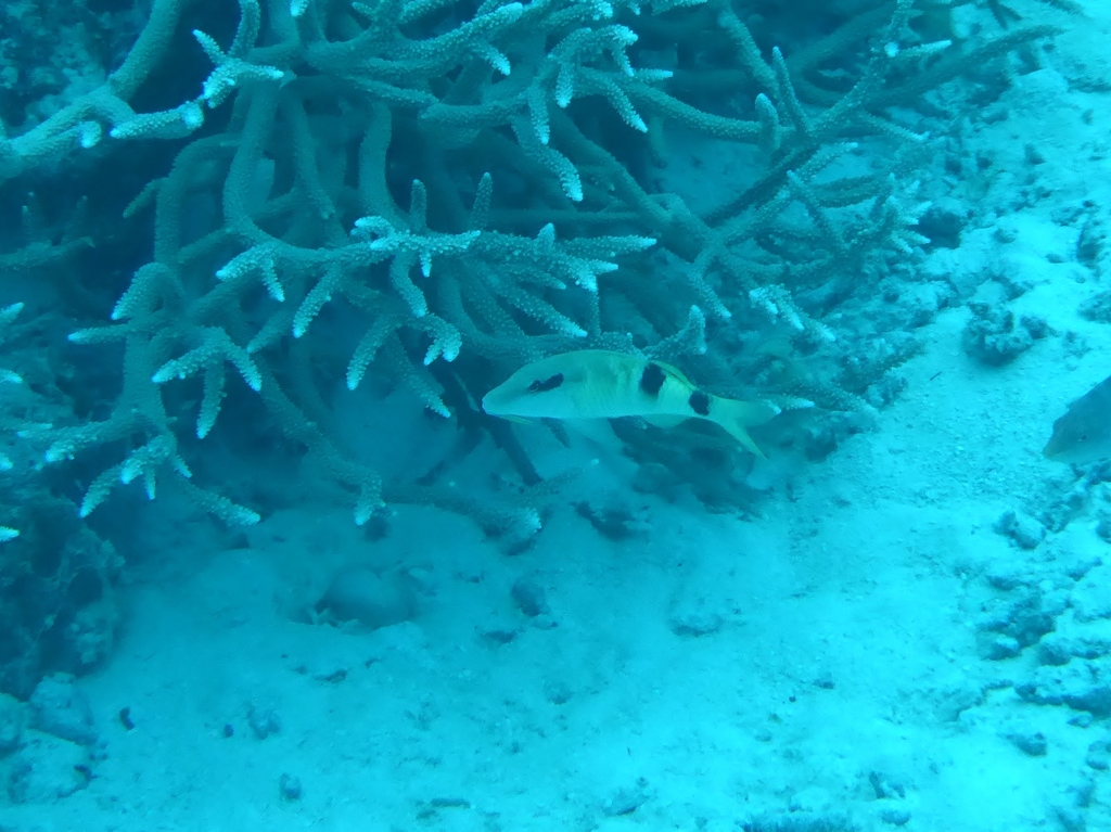 Banded Goatfish