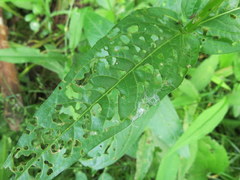 Galerucella calmariensis