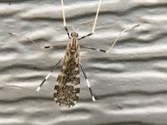 Erioptera caliptera