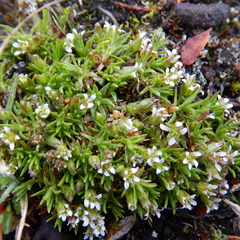 Cherleria biflora