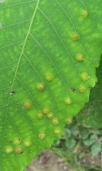 Phylloxera caryaefallax