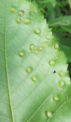 Phylloxera caryaefallax