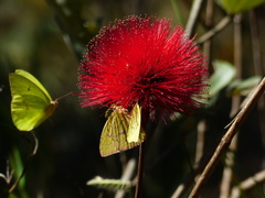Calliandra dysantha