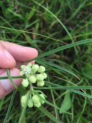 Asclepias stenophylla