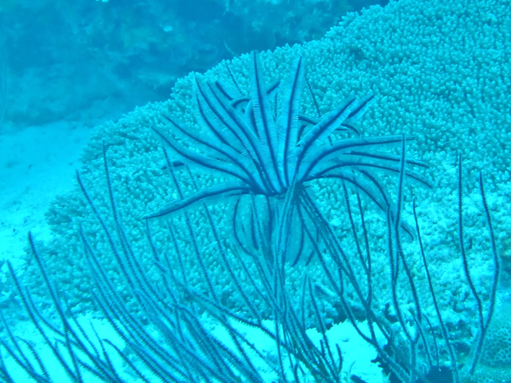 Beautiful Feather Star